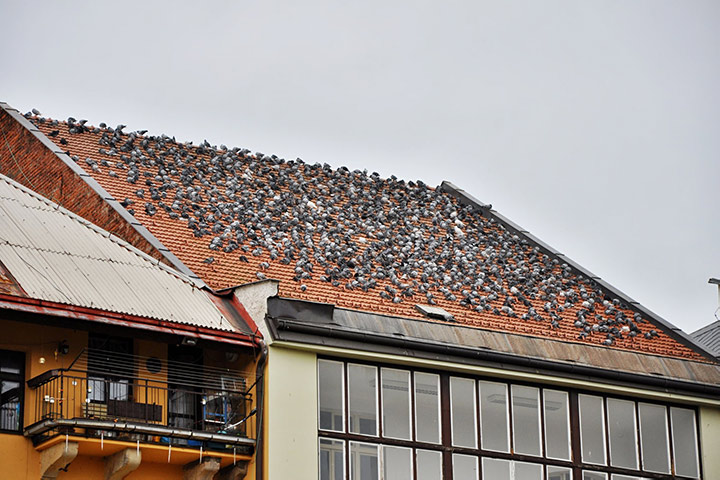 A2B Pest Control are able to install spikes to deter birds from roofs in Sheringham. 