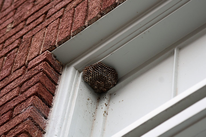 We provide a wasp nest removal service for domestic and commercial properties in Sheringham.